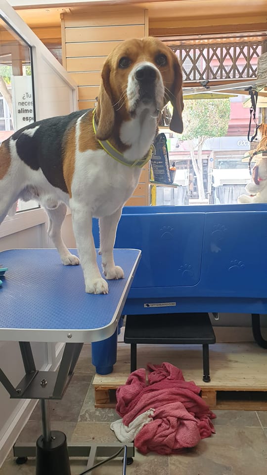 Peluquería de animales en Las Palmas