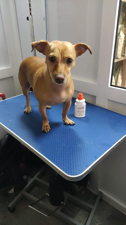 Precio de peluquería para perros y gatos de cualquier especie